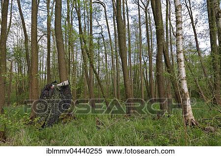 Stock Photography - Camouflaged nature photographer in forest, Müritz National Park, Mecklenburg-Western Pomerania, Germany, Europe. Fotosearch