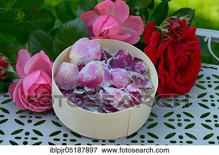 Candied rose petals in box, sugared, sugared, rose petals View Large Photo Image Stock Photo - Candied rose petals in box, sugared, sugared, rose petals. Fotosearch