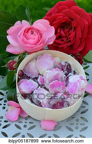 Candied rose petals in box, sugared, sugared, rose petals View Large Photo Image Stock Photo - Candied rose petals in box, sugared, sugared, rose petals. Fotosearch