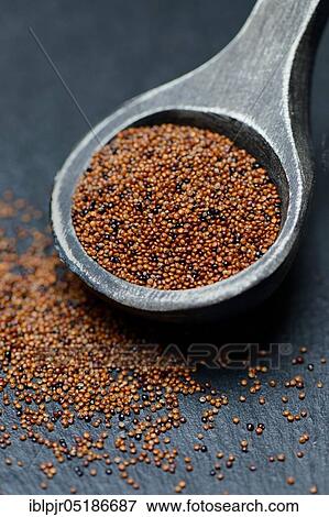 Canihua ( Chenopodium pallidicaule) in wooden spoon, baby quinoa View Large Photo Image Stock Photo - Canihua ( Chenopodium pallidicaule) in wooden spoon, baby quinoa. Fotosearch
