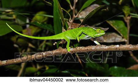 Canopy chameleon (Furcifer willsii), male, Analamazoatra, Andasibe National Park, Madagascar, Africa View Large Photo Image Stock Image - Canopy chameleon (Furcifer willsii), male, Analamazoatra, Andasibe National Park, Madagascar, Africa. Fotosearch