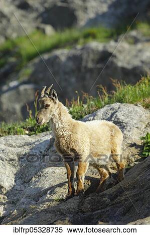 Stock Photography - Capricorn, young animal, Capra ibex, Gotthard Pass, Ticino, Switzerland, Europe. Fotosearch