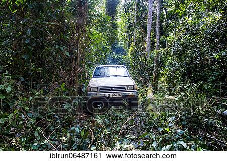 Car driving through the wild roads of the Unesco world heritage sight Dzanga-Sangha Special Reserve, Central African Republic, Africa View Large Photo Image Stock Image - Car driving through the wild roads of the Unesco world heritage sight Dzanga-Sangha Special Reserve, Central African Republic, Africa. Fotosearch