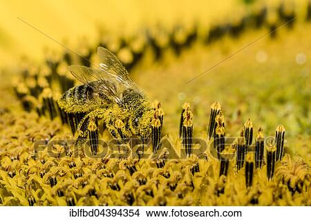 Carniolan honey bee (Apis mellifera carnica) is collecting nectar at a common sunflower (Helianthus annuus) blossom, Saxony, Germany, Europe View Large Photo Image Picture - Carniolan honey bee (Apis mellifera carnica) is collecting nectar at a common sunflower (Helianthus annuus) blossom, Saxony, Germany, Europe. Fotosearch