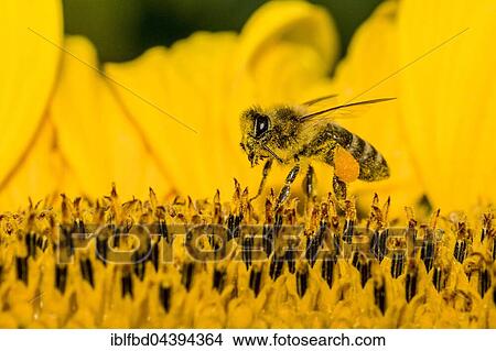 Carniolan honey bee (Apis mellifera carnica) is collecting nectar at a common sunflower (Helianthus annuus) blossom, Saxony, Germany, Europe View Large Photo Image Picture - Carniolan honey bee (Apis mellifera carnica) is collecting nectar at a common sunflower (Helianthus annuus) blossom, Saxony, Germany, Europe. Fotosearch