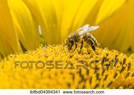 Carniolan honey bee (Apis mellifera carnica) is collecting nectar at a common sunflower (Helianthus annuus) blossom, Saxony, Germany, Europe View Large Photo Image Stock Image - Carniolan honey bee (Apis mellifera carnica) is collecting nectar at a common sunflower (Helianthus annuus) blossom, Saxony, Germany, Europe. Fotosearch