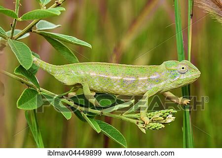 Carpet chameleon (Furcifer lateralis), female, Isalo National Park, Madagascar, Africa View Large Photo Image Stock Photo - Carpet chameleon (Furcifer lateralis), female, Isalo National Park, Madagascar, Africa. Fotosearch