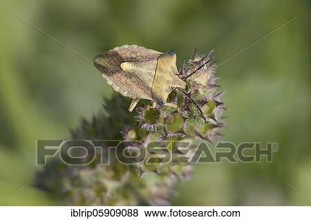 Carpocoris fuscispinus (Carpocoris fuscispinus) on medicinal pest (Betonica officinalis), Germany, Europe View Large Photo Image Stock Photo - Carpocoris fuscispinus (Carpocoris fuscispinus) on medicinal pest (Betonica officinalis), Germany, Europe. Fotosearch
