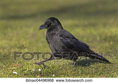 Carrion crow (Corvus corone) walking in meadow, Germany, Europe View Large Photo Image Stock Photo - Carrion crow (Corvus corone) walking in meadow, Germany, Europe. Fotosearch