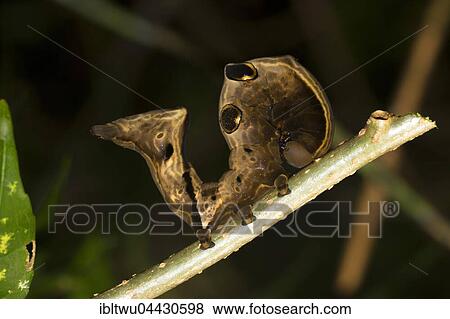 Caterpillar, Mimicry, north-west coast, island of Nosy Be, Madagascar, Africa View Large Photo Image Stock Photo - Caterpillar, Mimicry, north-west coast, island of Nosy Be, Madagascar, Africa. Fotosearch
