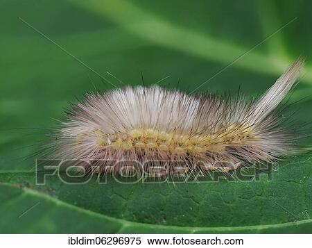 Stock Photography - Caterpillar of the beech stretch-foot (Calliteara pudibunda), North Rhine-Westphalia, Germany, Europe. Fotosearch