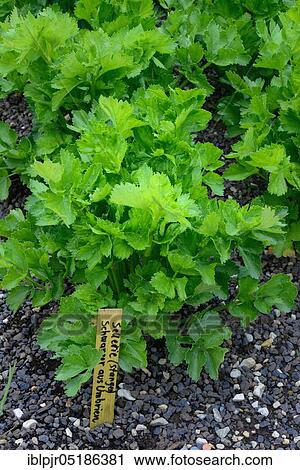 Stock Image - Celery (Apium graveolens). Fotosearch