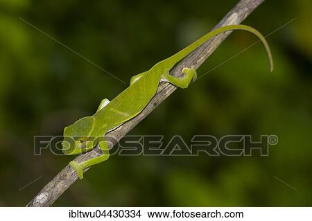 Chameleon (Furcifer bifidus) on branch, juvenile, Vohimana, Eastern Madagascar, Madagascar, Africa View Large Photo Image Picture - Chameleon (Furcifer bifidus) on branch, juvenile, Vohimana, Eastern Madagascar, Madagascar, Africa. Fotosearch