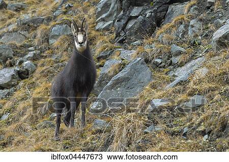 Chamois (Rupicapra rupicapra) in winter coat, rocky terrain, Tyrol, Austria, Europe View Large Photo Image Stock Image - Chamois (Rupicapra rupicapra) in winter coat, rocky terrain, Tyrol, Austria, Europe. Fotosearch