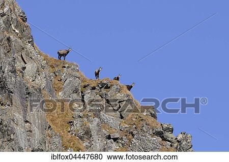 Chamois (Rupicapra rupicapra) on rock, mountainside, Tyrol, Austria, Europe View Large Photo Image Stock Image - Chamois (Rupicapra rupicapra) on rock, mountainside, Tyrol, Austria, Europe. Fotosearch