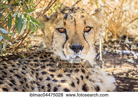 Cheetah (Acinonyx jubatus), captive, Okonjima AfriCat Foundation, Otjiwarongo, Namibia, Africa View Large Photo Image Stock Photo - Cheetah (Acinonyx jubatus), captive, Okonjima AfriCat Foundation, Otjiwarongo, Namibia, Africa. Fotosearch