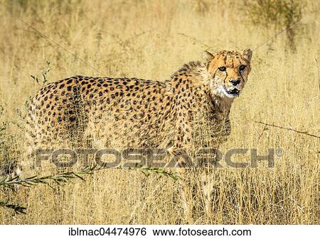 Stock Photograph - Cheetah (Acinonyx jubatus), captive, Okonjima AfriCat Foundation, Otjiwarongo, Namibia, Africa. Fotosearch