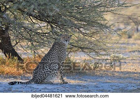 Cheetah (Acinonyx jubatus), female, sitting in the shade of a tree, attentive, Etosha National Park, Namibia, Africa View Large Photo Image Stock Image - Cheetah (Acinonyx jubatus), female, sitting in the shade of a tree, attentive, Etosha National Park, Namibia, Africa. Fotosearch