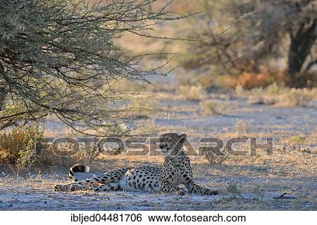 Cheetah (Acinonyx jubatus), female, lying in the shade of a tree, attentive, Etosha National Park, Namibia, Africa View Large Photo Image Stock Photograph - Cheetah (Acinonyx jubatus), female, lying in the shade of a tree, attentive, Etosha National Park, Namibia, Africa. Fotosearch