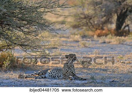 Cheetah (Acinonyx jubatus), female, lying in the shade of a tree, attentive, Etosha National Park, Namibia, Africa View Large Photo Image Stock Photography - Cheetah (Acinonyx jubatus), female, lying in the shade of a tree, attentive, Etosha National Park, Namibia, Africa. Fotosearch