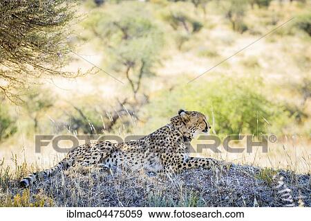 Cheetah (Acinonyx jubatus), with radio collar, Okonjima AfriCat Foundation, Otjiwarongo, Namibia, Africa View Large Photo Image Stock Photo - Cheetah (Acinonyx jubatus), with radio collar, Okonjima AfriCat Foundation, Otjiwarongo, Namibia, Africa. Fotosearch