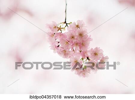 Cherry blossoms (prunus subhirtella), Tyrol, Austria, Europe View Large Photo Image Stock Photo - Cherry blossoms (prunus subhirtella), Tyrol, Austria, Europe. Fotosearch