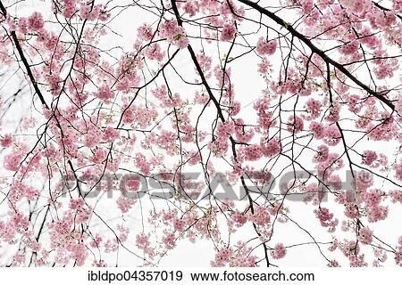Stock Photo - Cherry blossoms (prunus subhirtella), Tyrol, Austria, Europe. Fotosearch