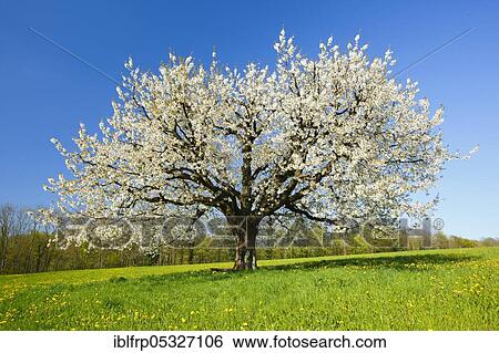 Stock Photograph - Cherry tree in spring, Prunus avium, Basel-Land, Switzerland, Europe. Fotosearch