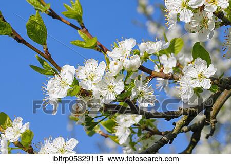 Cherry tree in spring, Prunus avium, Switzerland, Europe View Large Photo Image Stock Photography - Cherry tree in spring, Prunus avium, Switzerland, Europe. Fotosearch