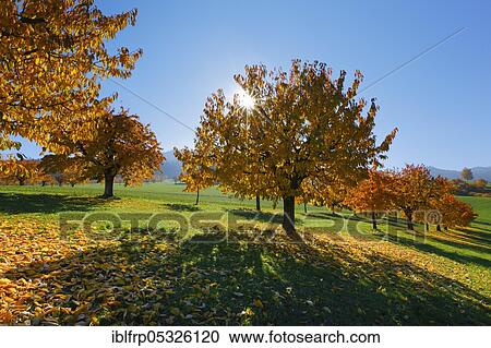 Cherry trees in autumn, Prunus avium, Switzerland, Europe View Large Photo Image Stock Image - Cherry trees in autumn, Prunus avium, Switzerland, Europe. Fotosearch
