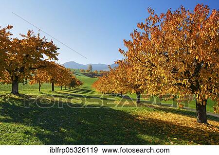 Stock Photo - Cherry trees in autumn, Prunus avium, Switzerland, Europe. Fotosearch