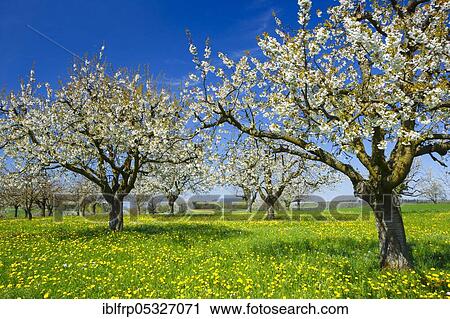 Cherry trees in spring, Prunus avium, Basel-Land, Switzerland, Europe View Large Photo Image Stock Image - Cherry trees in spring, Prunus avium, Basel-Land, Switzerland, Europe. Fotosearch