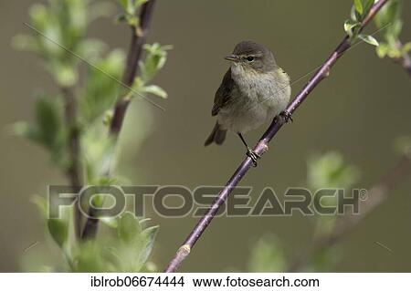 Chiffchaff or Common chiffchaff (Phylloscopus collybita) sitting on branch, Thuringia, Germany, Europe View Large Photo Image Picture - Chiffchaff or Common chiffchaff (Phylloscopus collybita) sitting on branch, Thuringia, Germany, Europe. Fotosearch