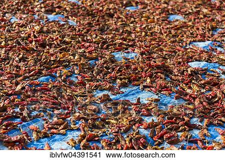 Chillies drying in sun, Nong Khiaw, Luang Prabang, Laos, Asia View Large Photo Image Stock Image - Chillies drying in sun, Nong Khiaw, Luang Prabang, Laos, Asia. Fotosearch