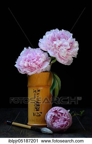 Chinese peony ( Paeonia lactiflora) in bamboo vase and calligraphy brush, ink brush View Large Photo Image Stock Image - Chinese peony ( Paeonia lactiflora) in bamboo vase and calligraphy brush, ink brush. Fotosearch