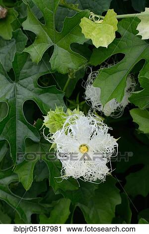 Chinese snake hair cucumber, Trichosanthes kirilowii, Chinese cucumber, snake pumpkin View Large Photo Image Stock Image - Chinese snake hair cucumber, Trichosanthes kirilowii, Chinese cucumber, snake pumpkin. Fotosearch