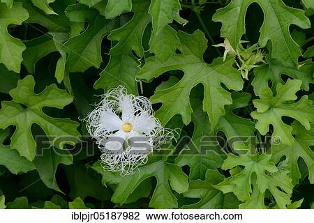 Chinese snake hair cucumber, Trichosanthes kirilowii, Chinese cucumber, snake pumpkin View Large Photo Image Stock Image - Chinese snake hair cucumber, Trichosanthes kirilowii, Chinese cucumber, snake pumpkin. Fotosearch
