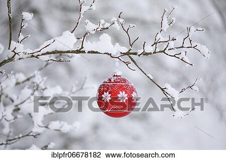 Christmas ball on snowy branch View Large Photo Image Stock Image - Christmas ball on snowy branch. Fotosearch
