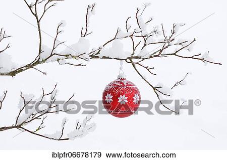 Christmas ball on snowy branch View Large Photo Image Stock Photo - Christmas ball on snowy branch. Fotosearch