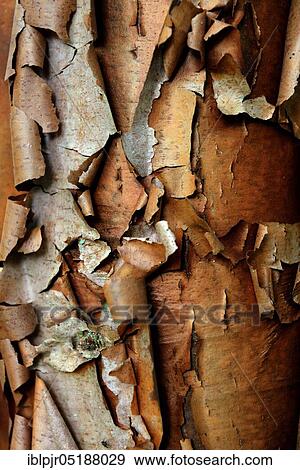 Stock Photo - Cinnamon maple, Acer griseum. Fotosearch