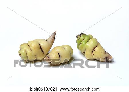 Stock Image - Cinnamon potatoes, tuberous nasturtium, Tropaeolum tuberosum. Fotosearch
