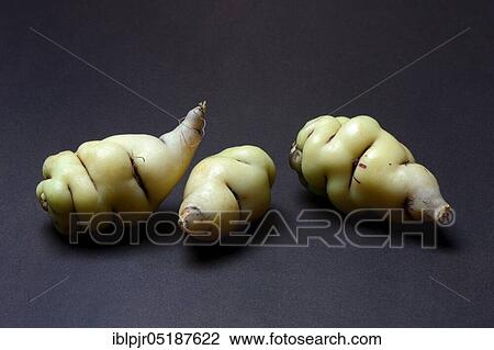 Cinnamon potatoes, tuberous nasturtium, Tropaeolum tuberosum View Large Photo Image Stock Image - Cinnamon potatoes, tuberous nasturtium, Tropaeolum tuberosum. Fotosearch