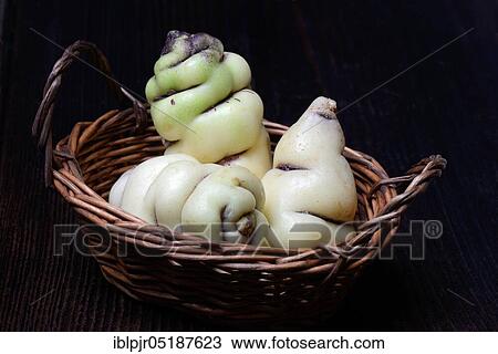 Stock Image - Cinnamon potatoes, tuberous nasturtium, Tropaeolum tuberosum. Fotosearch