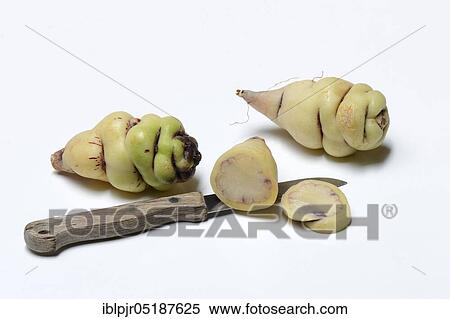 Stock Photography - Cinnamon potatoes, tuberous nasturtium, Tropaeolum tuberosum. Fotosearch