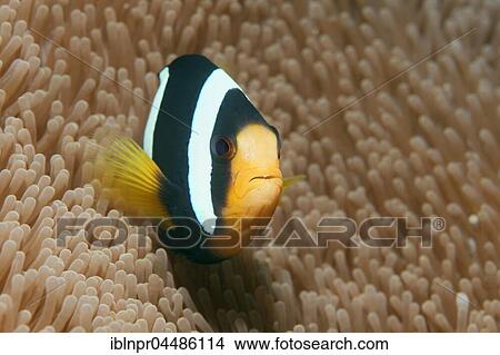 Clark's Anemonefish (Amphiprion clarkii), Indian Ocean, Maldives, Asia View Large Photo Image Picture - Clark's Anemonefish (Amphiprion clarkii), Indian Ocean, Maldives, Asia. Fotosearch