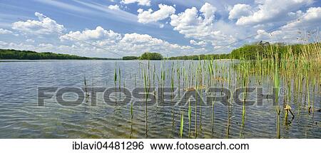Stock Photograph - Clear lake with reeds surrounded by forest, cloudy atmosphere, Präßnicksee, biosphere reserve Schorfheide-Chorin, Brandenburg, Germany, Europe. Fotosearch