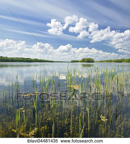 Clear lake with reeds surrounded by forest, cloudy atmosphere, Präßnicksee, biosphere reserve Schorfheide-Chorin, Brandenburg, Germany, Europe View Large Photo Image Stock Photography - Clear lake with reeds surrounded by forest, cloudy atmosphere, Präßnicksee, biosphere reserve Schorfheide-Chorin, Brandenburg, Germany, Europe. Fotosearch