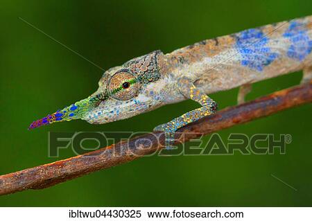 Close-up long-nosed chameleon (Calumma gallus) on branch, male, Vohimana, Eastern Madagascar, Madagascar, Africa View Large Photo Image Stock Photography - Close-up long-nosed chameleon (Calumma gallus) on branch, male, Vohimana, Eastern Madagascar, Madagascar, Africa. Fotosearch