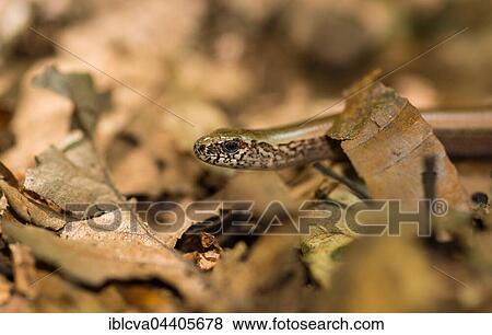 Close-up of male western blindworm (Anguis fragilis) between brown leaves on the forest floor, Usedom Island, Mecklenburg-Western Pomerania, Germany, Europe View Large Photo Image Stock Photo - Close-up of male western blindworm (Anguis fragilis) between brown leaves on the forest floor, Usedom Island, Mecklenburg-Western Pomerania, Germany, Europe. Fotosearch