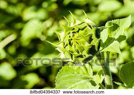 Closed blossom of common sunflower (Helianthus annuus), Saxony, Germany, Europe View Large Photo Image Stock Photo - Closed blossom of common sunflower (Helianthus annuus), Saxony, Germany, Europe. Fotosearch